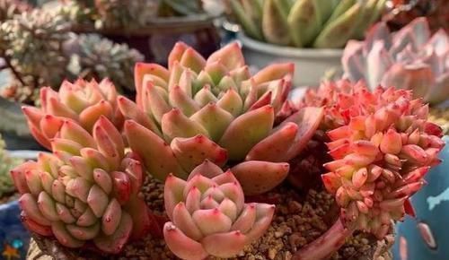 茎干|养多肉植物如何加速上色调节3方面,茎干长出好多'小莲花'