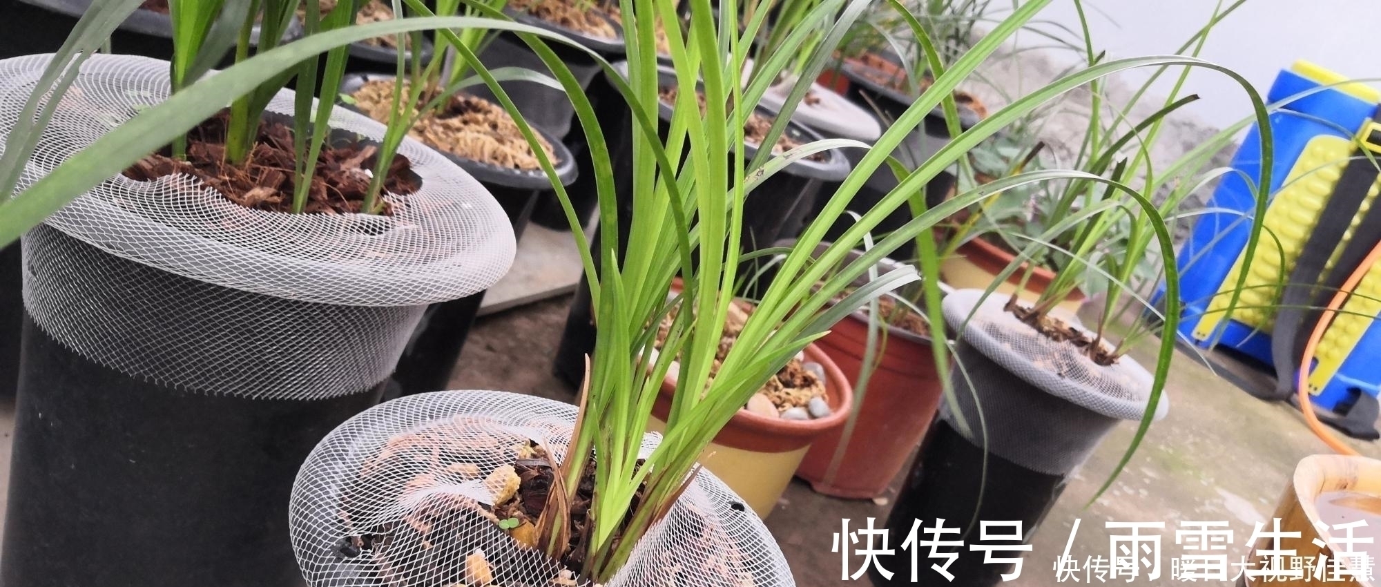 养兰人总结出来的养兰偏方,招招好使,叶芽满盆