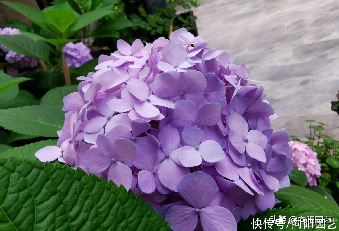 绣球花|立秋过后，绣球花可以扦插了，剪下几段枝条，插到土里就发芽