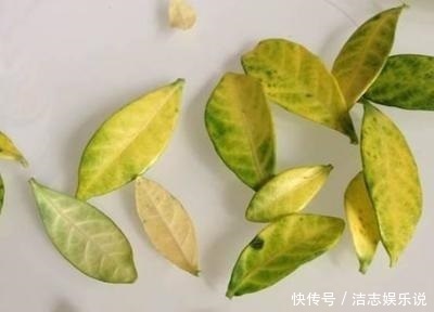 养护|栀子花养成“黄脸婆”,剪一刀、浇点酸水,20天叶片油绿、翠亮