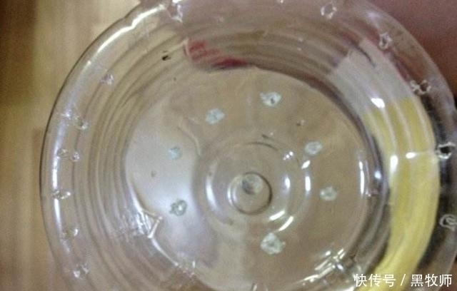 豆芽|豆芽不用买,一个塑料瓶+一把绿豆,够全家吃好几天