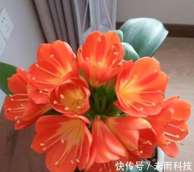 饼肥|家里养君子兰,一个施肥小技巧,叶片长得又厚又大,花开得非常多
