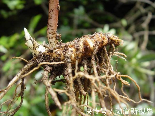 一枝花|“杂草”价值也很高，七叶一枝花比盆景贵，作用更多