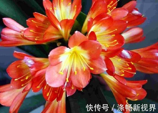 老花农告诉我用这种东西养君子兰,叶子绿油油花朵无数