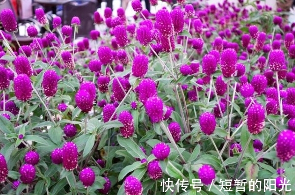 光照|花开花谢是常理?这种花朵干枯不凋谢,花色鲜艳有光泽,更长久