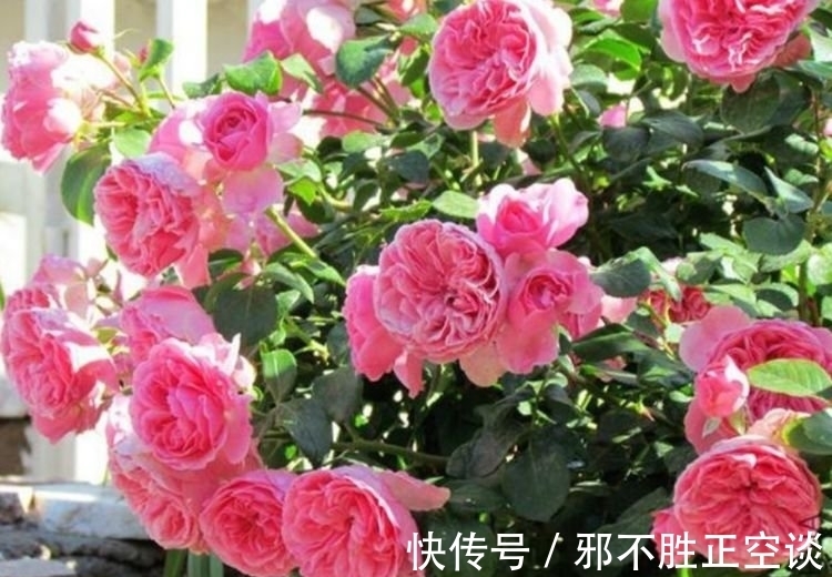 倒挂金钟|四种花常年开花易爆盆,30天不浇水照样生长,一年开花不断