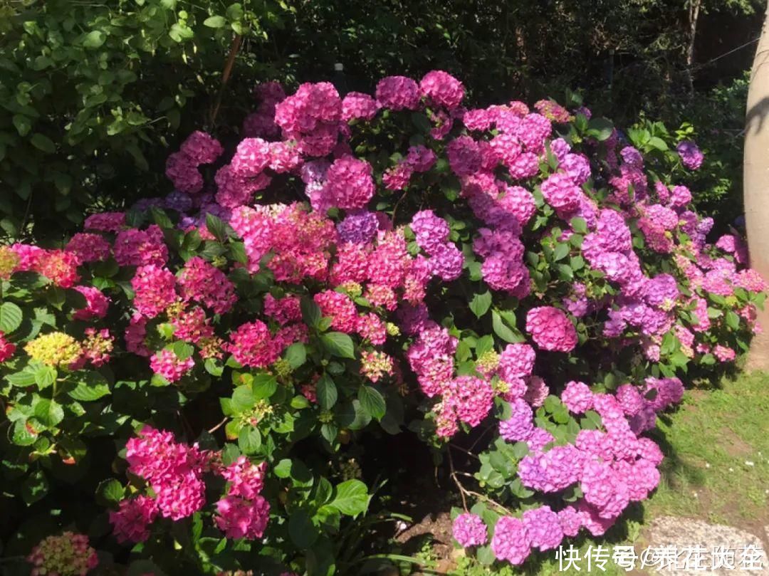 君子兰开完，会有3个“后遗症”，一定要重视