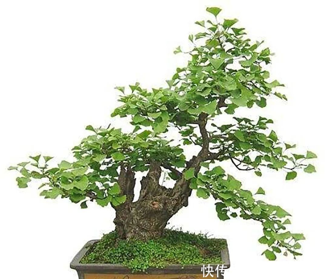 庭院种什么树最吉利,还好看?