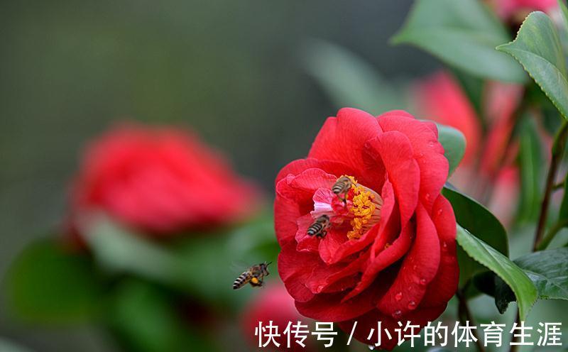 孕蕾期|分享茶花孕蕾期的养护方法,掌握3个重点,避免掉花苞,开花多