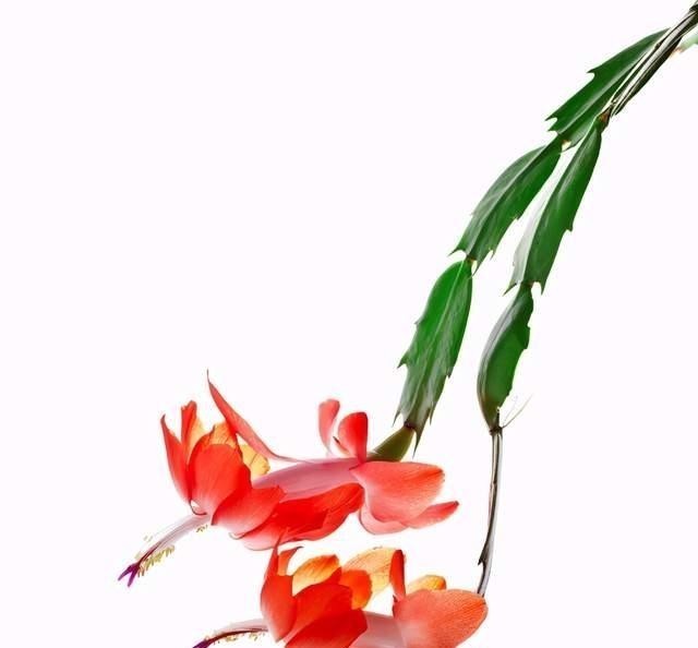 蟹爪兰花败后,做好5步处理法,没准还能再开一波!