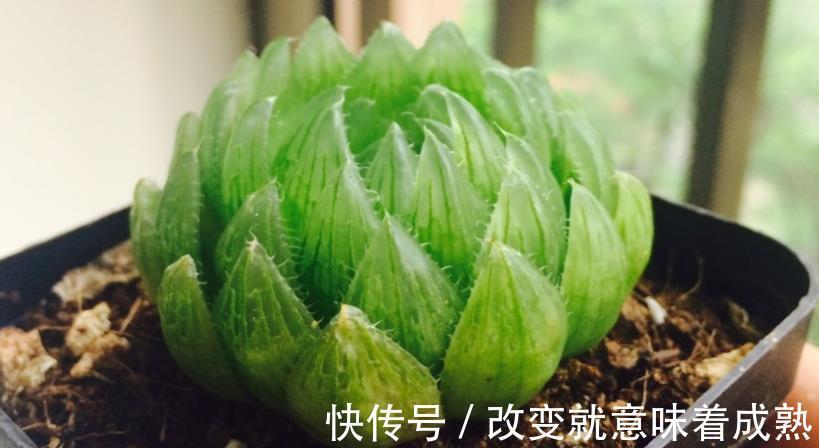 养多肉,新人入坑,记牢这3点,少走弯路,盆栽养得好