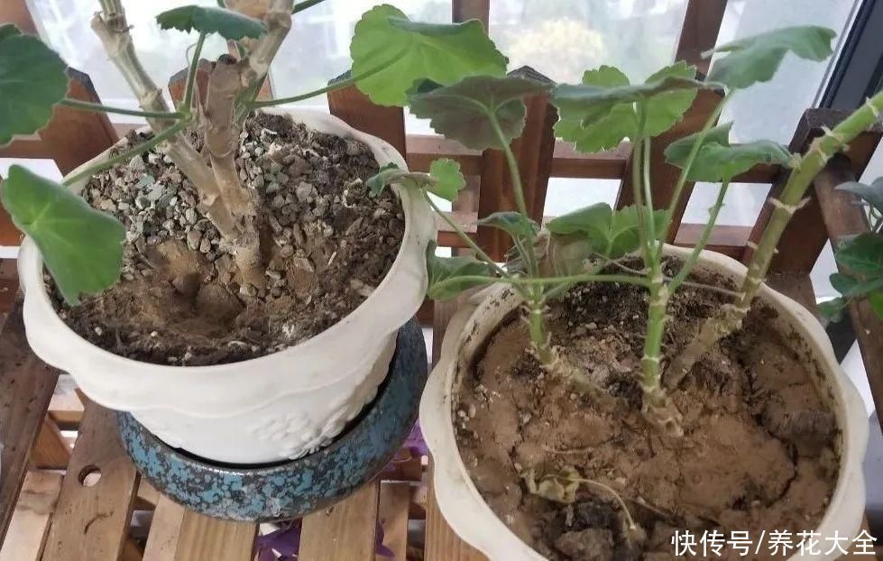 橡皮树|养花就怕乱浇水，越浇死得越快，赶紧住手