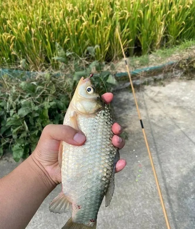 秋季廉价鲫鱼窝，却是最好的聚鱼窝料，这五样东西混合就行