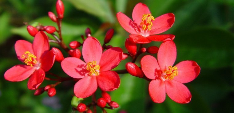 这4种花的花期”超长“,而且开花还勤,非常好养