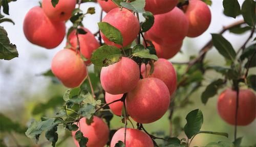 春天干燥，坚持吃的食物，生津止渴、润肺除烦、健脾养胃，气色好