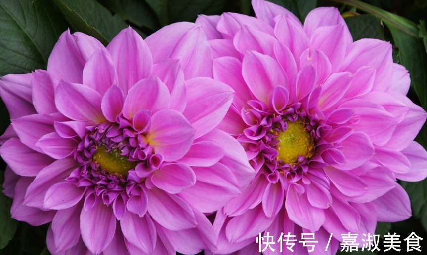 此花,被誉为“开花机器”,比芍药好看,比牡丹好养,花开180天