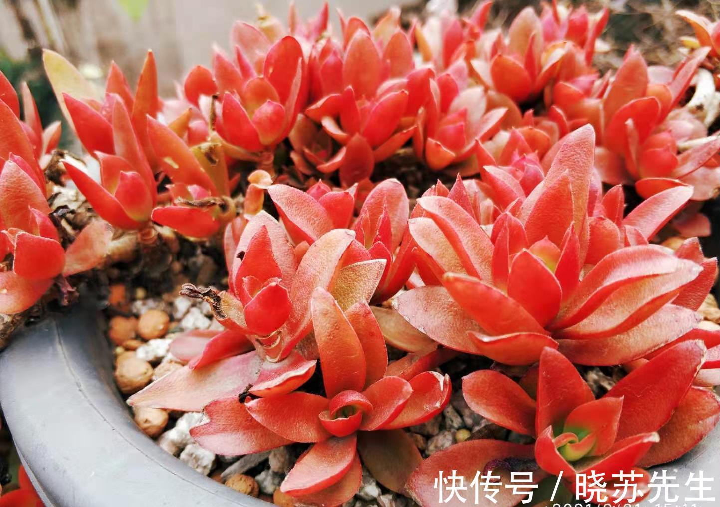 有些多肉几年没人管都不会死？据我所知有5-6个品种的确如此强横