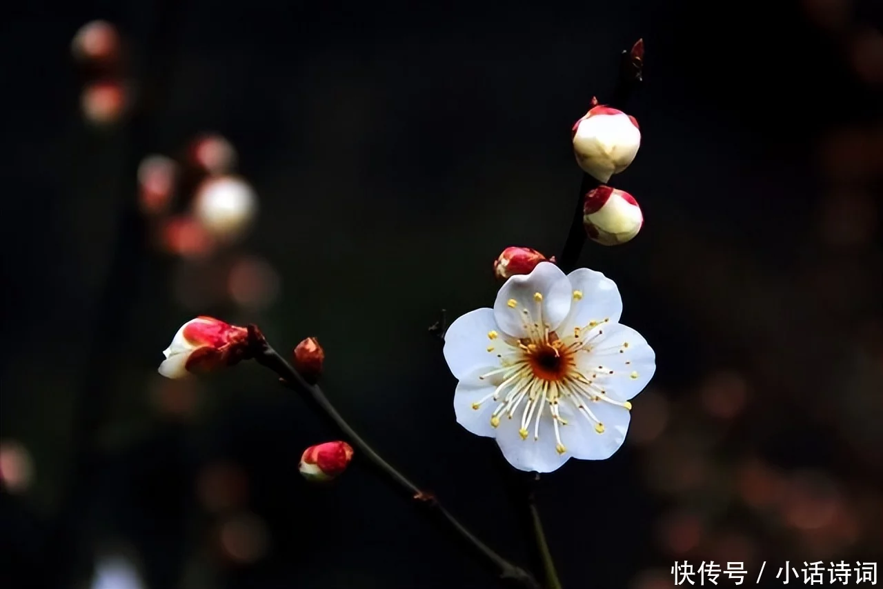 怎么可以错过（梅雪争春未肯降）梅雪争春未肯降骚人搁笔费评章这是什么意思 第15张