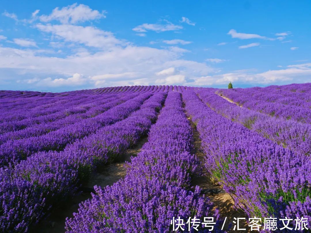 油菜花|静谧纯净、绚丽斑斓，25个七月不该错过的旅行地