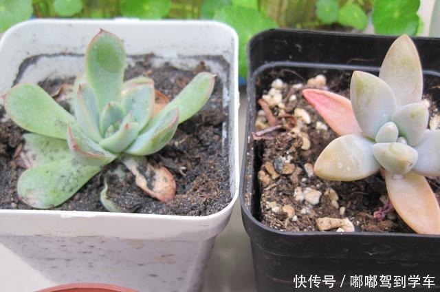 多肉植物上盆后老叶子萎蔫,是2个原因导致的,解决不难!