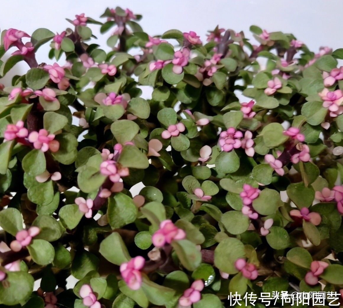 高价买的金枝玉叶，每天都在掉叶子，打眼一看是药锦，赔大了