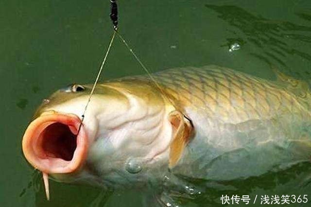 真知|钓鱼时到底该不该露钩别争论了，实践才能出真知
