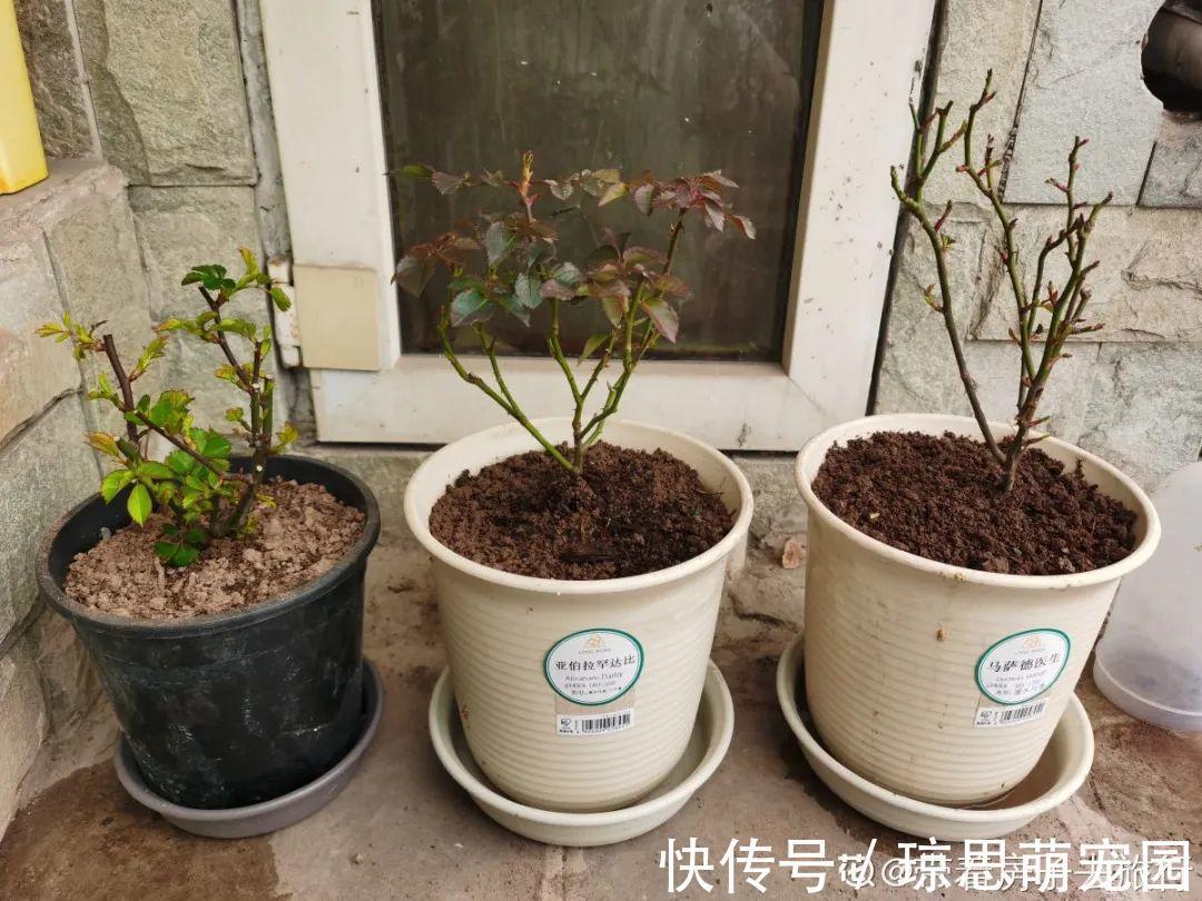 磷酸二氢钾|月季现在赶紧施肥,不然越长越差,上肥后月月开花