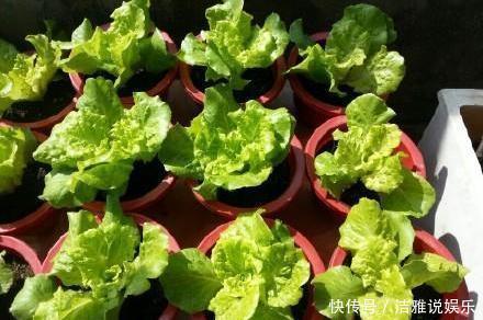 阳台栽盆“大生菜”,能吃也能当花看,四季种植,财源滚滚