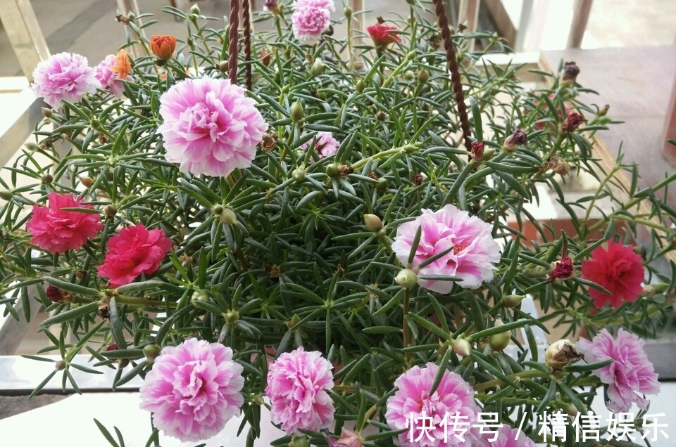 路边挖棵“太阳花”,学会2招,养一年变“老桩”,能开多色花