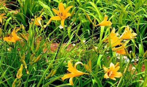 被名字耽误的8种花，好养好看开花惊艳，你最喜欢哪种？