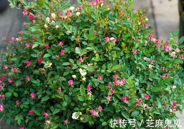 矮牵牛矮牵牛|农历十一月大雪过后,养什么花?家里养3种花,生活幸福事业如意