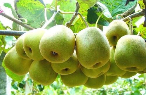 花青素甙|会吃的人最健康，3种食物离不开，营养丰富，抗老去皱，好处多多