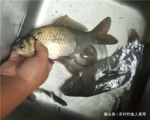 夏季梅雨期降雨多难钓鱼,学会这三点技巧,梅雨期野钓不空军