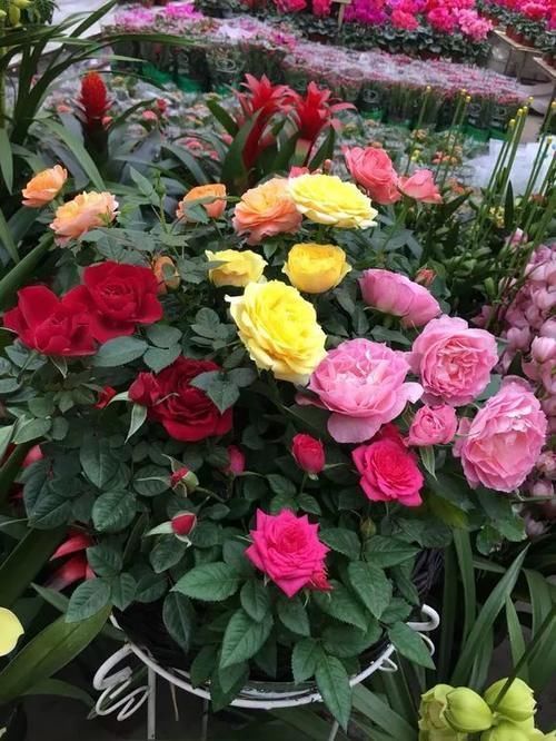 松针土|如果你有5个“坏习惯”,恭喜你,是养花高手!