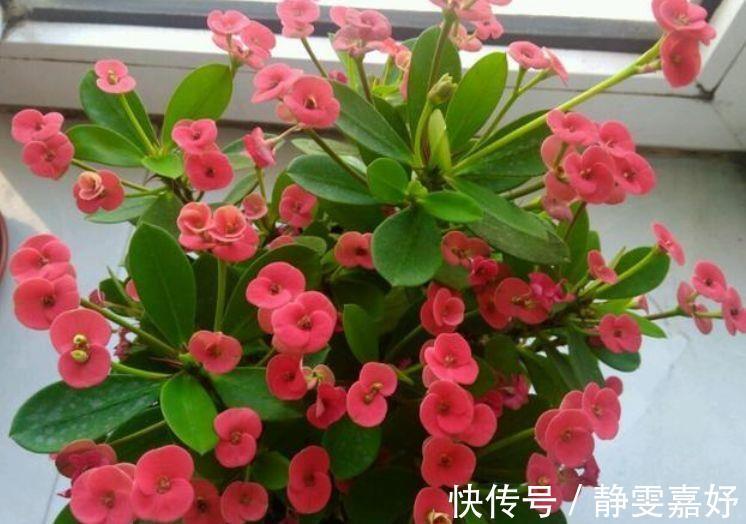 麒麟花|4种花寓意吉祥人人爱，养了就爆盆，好养易活开花漂亮
