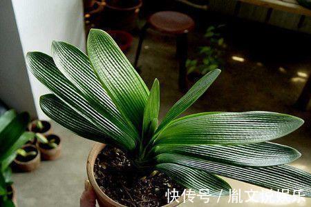 君子兰养半年没变化，爷爷只用一勺它，像打了鸡血般开花爆盆