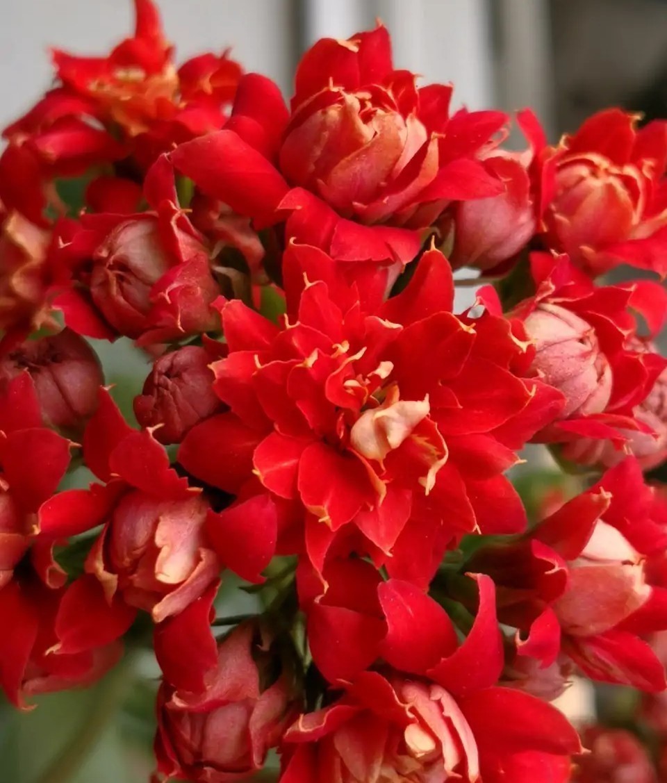 品种|75个长寿花品种,一个比一个美,一起来认识一下吧!