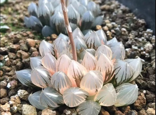 出锦的多肉更漂亮，可惜大多数肉友不知道，做好2点养出锦化多肉