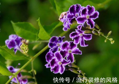 庭院|8月16日-8月31日,庭院选这几款花,好养如绿萝,花香易打理