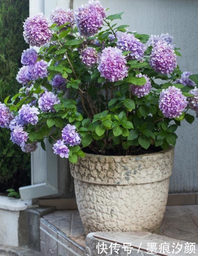 绣球要富养,越富花越大,美不胜收,宛若仙境!