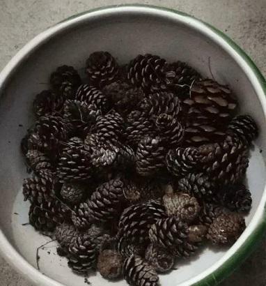 “不起眼”的东西垫盆底,营养土都省了,不再有烂根困扰!