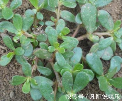 农村|农村一种常见植物,人称“药王”,价值极高,是白发的“福星”!