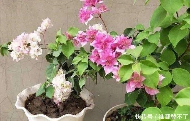 香蕉皮|香蕉皮别扔,加勺子“粉末”泡一泡,就是养根“万能肥”