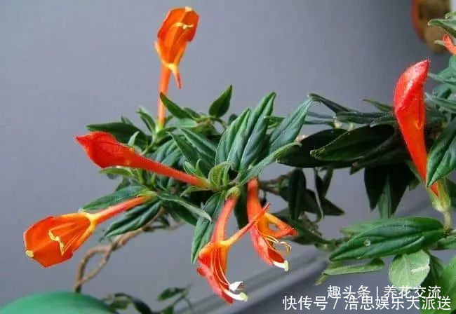 盆栽|10种长相很怪异的盆栽植物,都很适合养在花盆里