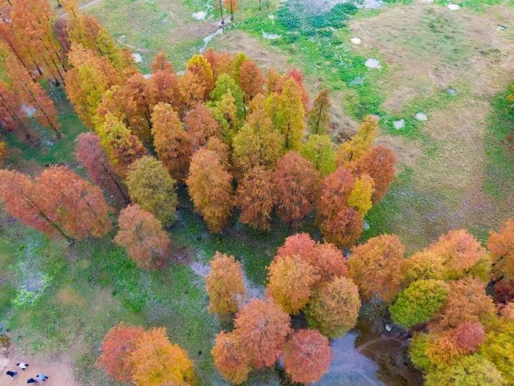 红杉林|这片风景，最近“红”遍余姚人的朋友圈