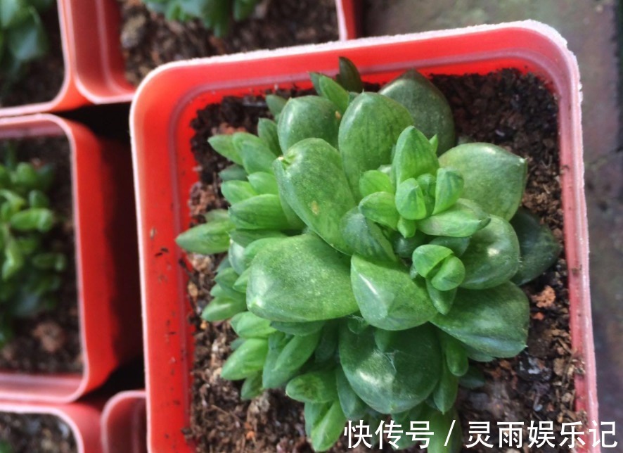天气渐热，盆栽多肉这3地方该小心了，不然度夏难、化水易