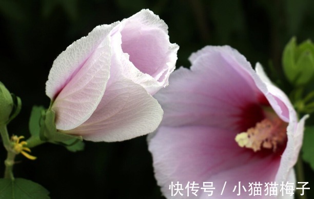 益母草|66种野菜大图片,带你见识不同的野菜和吃法,你想要的野菜这里有