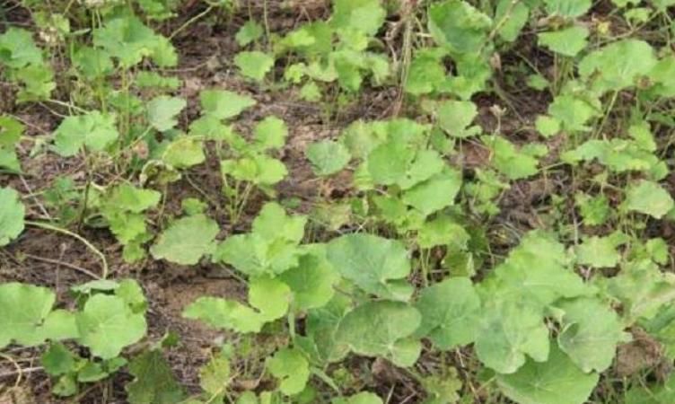 野草|农村此药草号称解毒王，被很多人当是野草，男女老少滋补养身