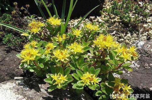 野菜|农村一种很“麻烦”的野菜,它才是真正的“金不换”,能防中风