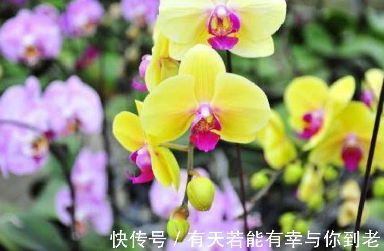 春天养此款花卉，不用操啥心，花色繁多易爆盆，娇艳欲滴